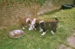 D-Wurf_07_2004_05.jpg