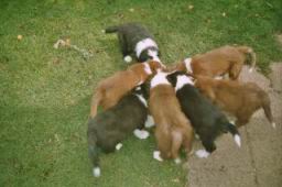 D-Wurf_07_2004_06.jpg