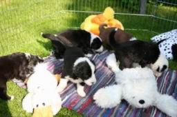 Welpen_4_Wochen_022.jpg