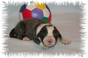 joybaby1w 011.jpg