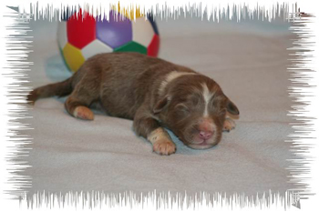 joybaby1w 016.jpg
