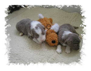 joybaby_2_w_002.jpg