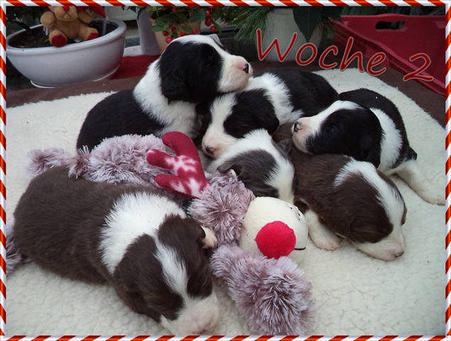Unsere Welpen sind 2 Wochen alt!